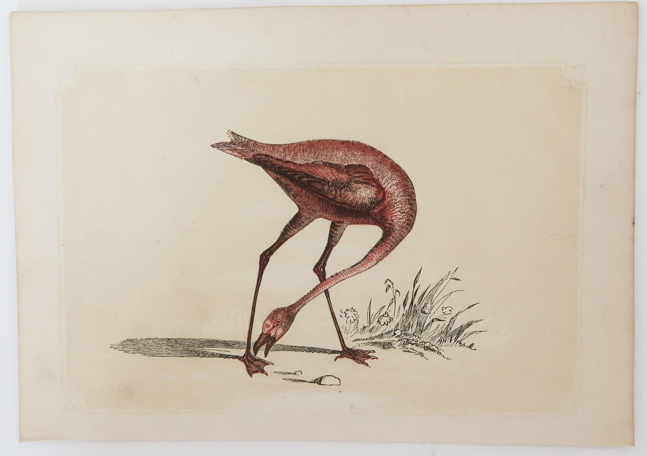 Folk Art Original Antique Bird Print, the Pink Flamingo, Tallis, circa 1850
