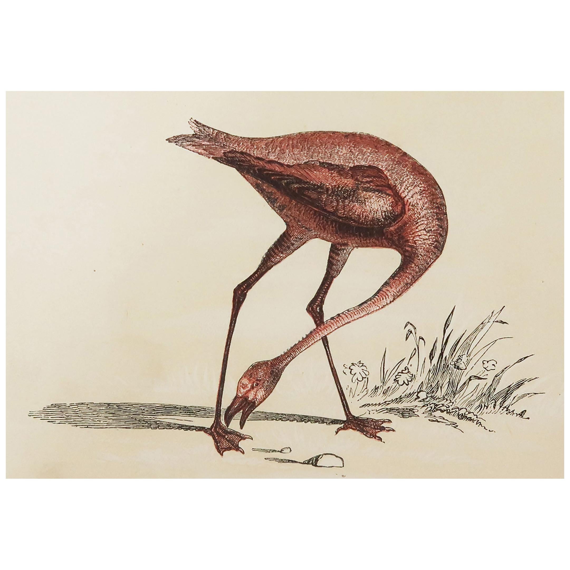 Original Antique Bird Print, the Pink Flamingo, Tallis, circa 1850