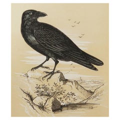 Original Antique Bird Print, the Raven, Tallis, circa 1850