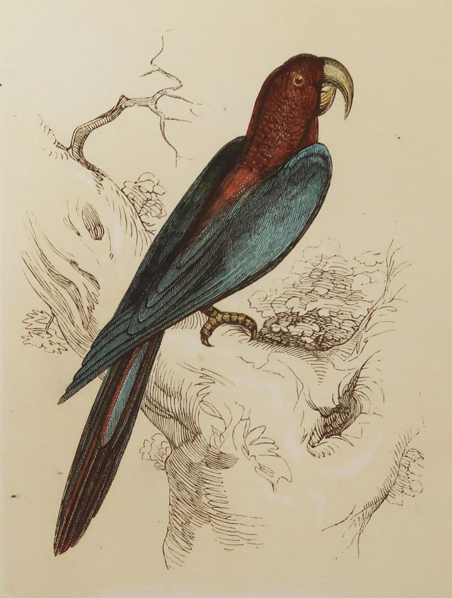 Great image of a red and blue macaw

Unframed. It gives you the option of perhaps making a set up using your own choice of frames.

Lithograph with original color.

Published by Tallis circa 1850

Crudely inscribed title has been erased at