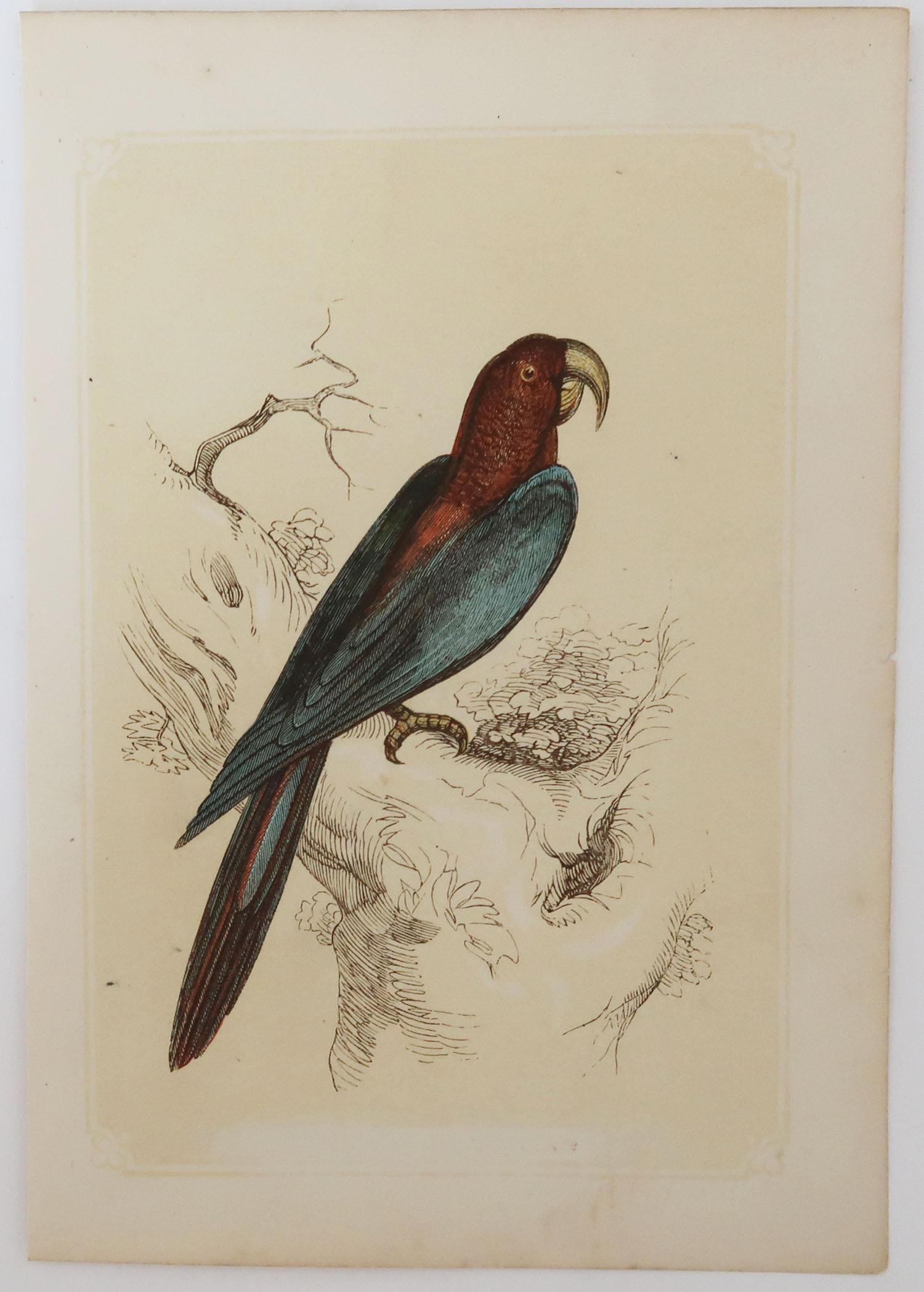 Folk Art Original Antique Bird Print, the Red and Blue Macaw, Tallis circa 1850