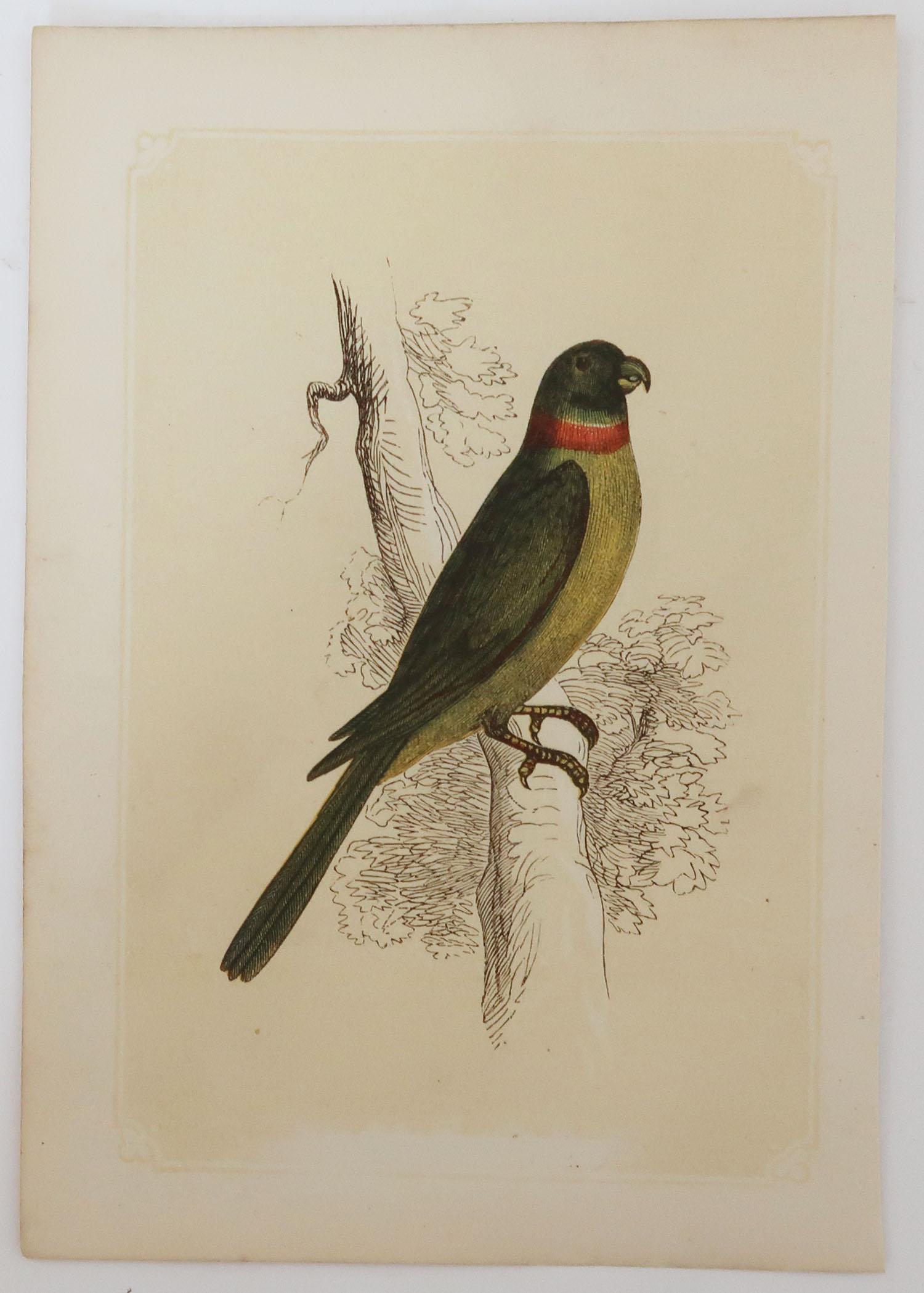 Folk Art Original Antique Bird Print, the Red and Blue Macaw, Tallis, circa 1850