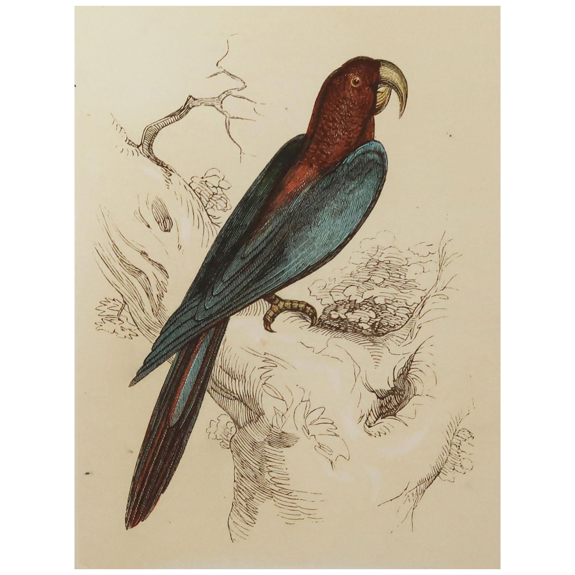 Original Antique Bird Print, the Red and Blue Macaw, Tallis circa 1850