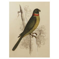 Original Antique Bird Print, the Red and Blue Macaw, Tallis, circa 1850