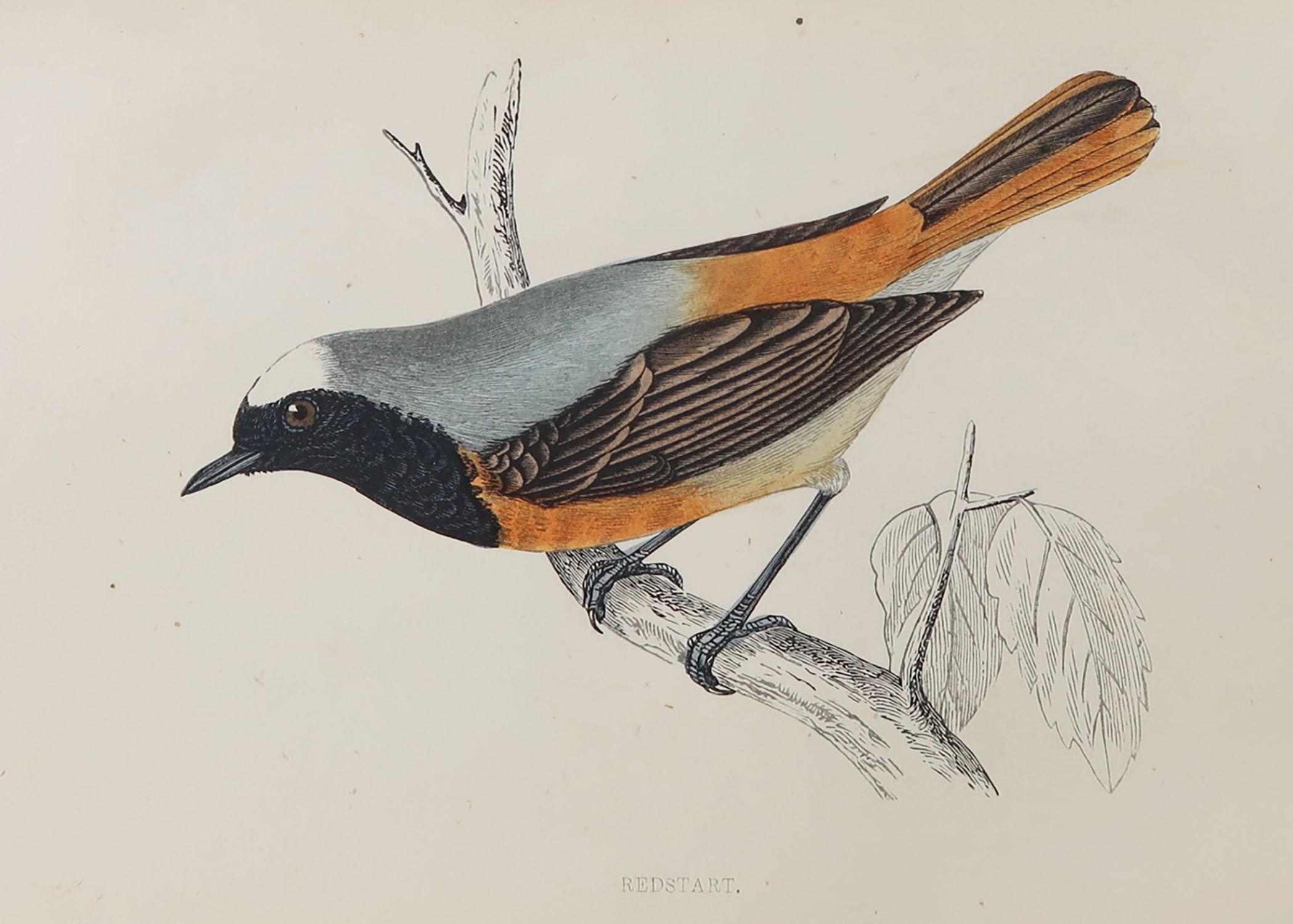 Great image of a redstart

Unframed. It gives you the option of perhaps making a set up using your own choice of frames.

Lithograph with original hand color.

Published, circa 1870

Free shipping.




