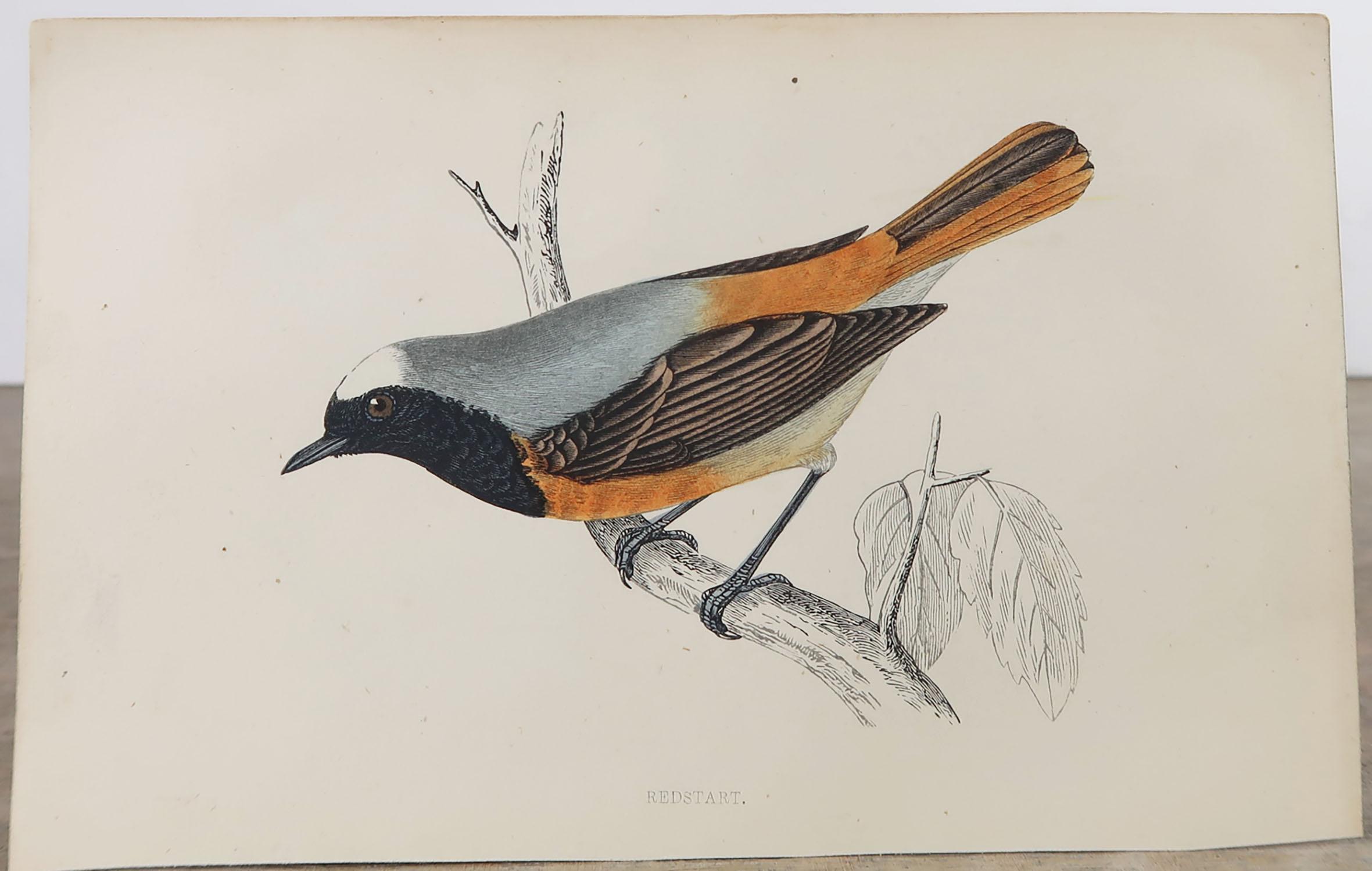 Folk Art Original Antique Bird Print, the Redstart, circa 1870