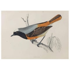 Original Antique Bird Print, the Redstart, circa 1870
