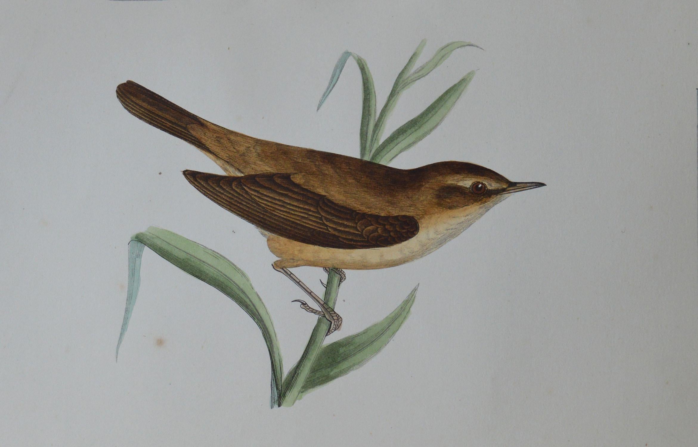Folk Art Original Antique Bird Print, The Reed Warbler, circa 1850