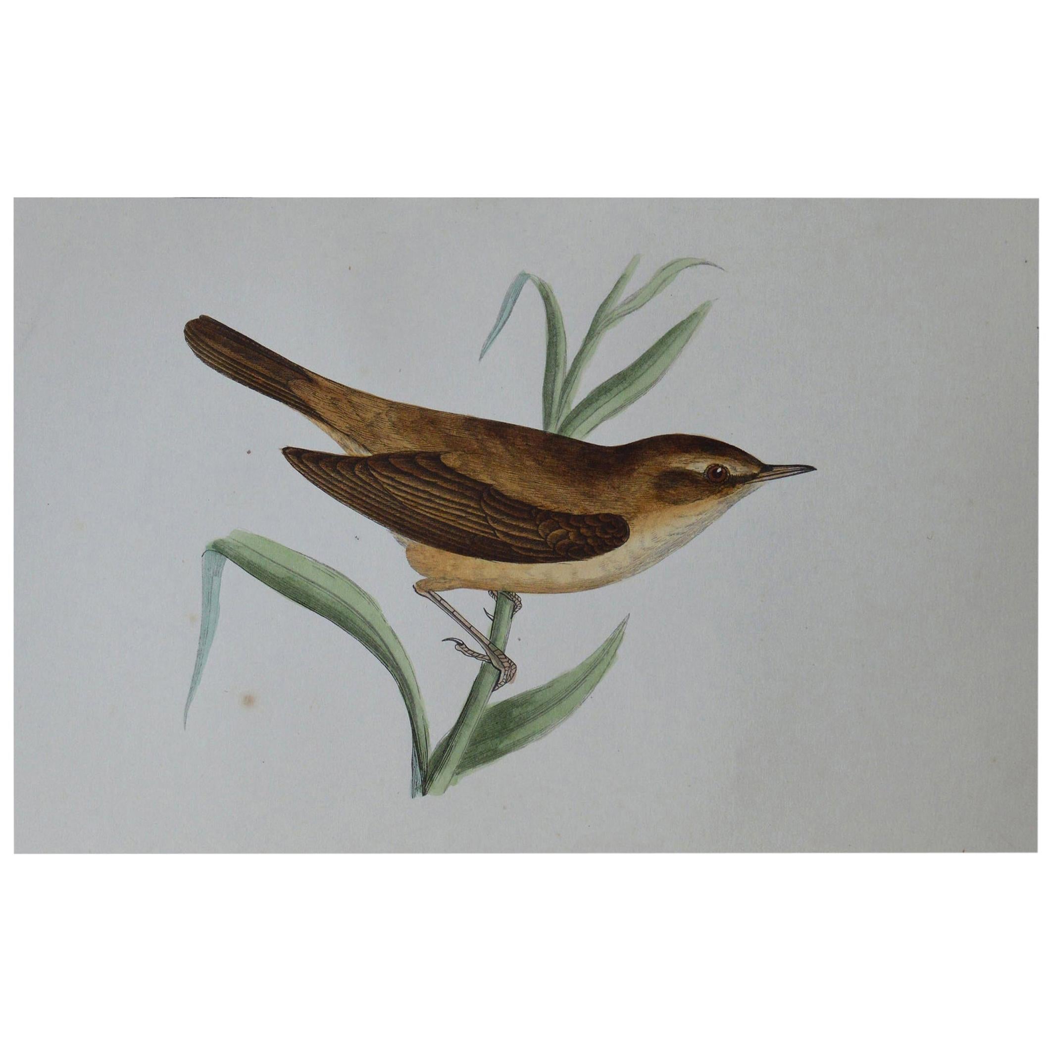 Original Antique Bird Print, the Reed Warbler, circa 1850