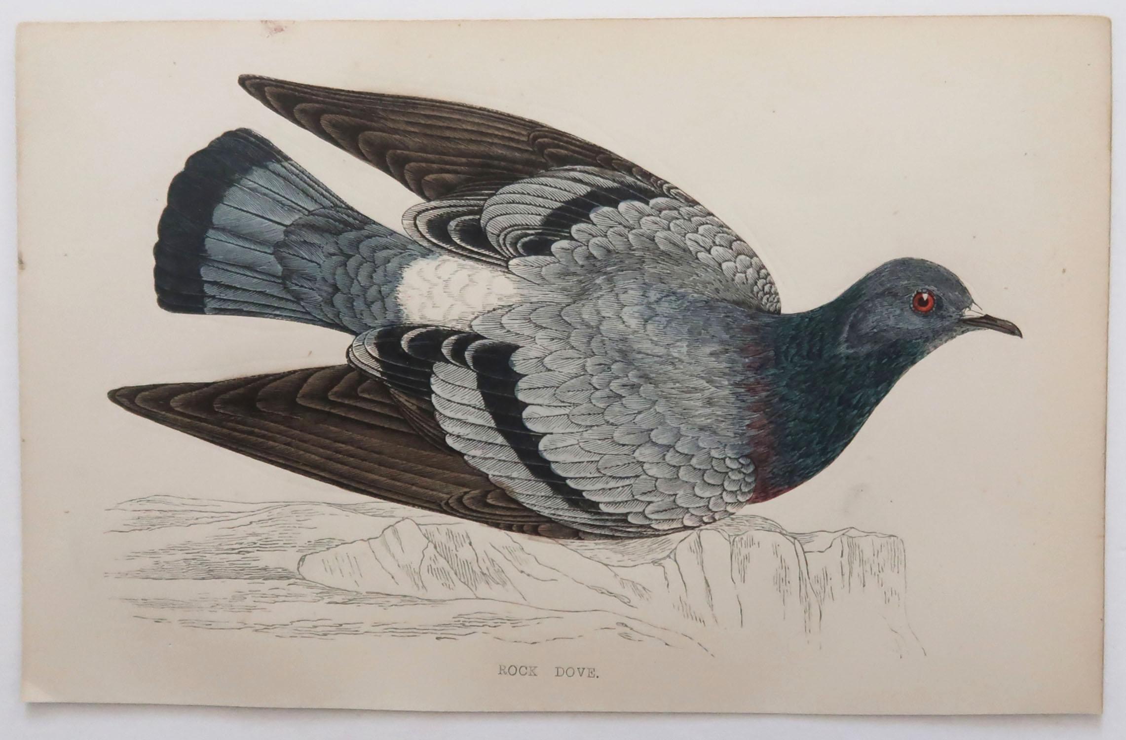 Folk Art Original Antique Bird Print, the Rock Dove, circa 1870