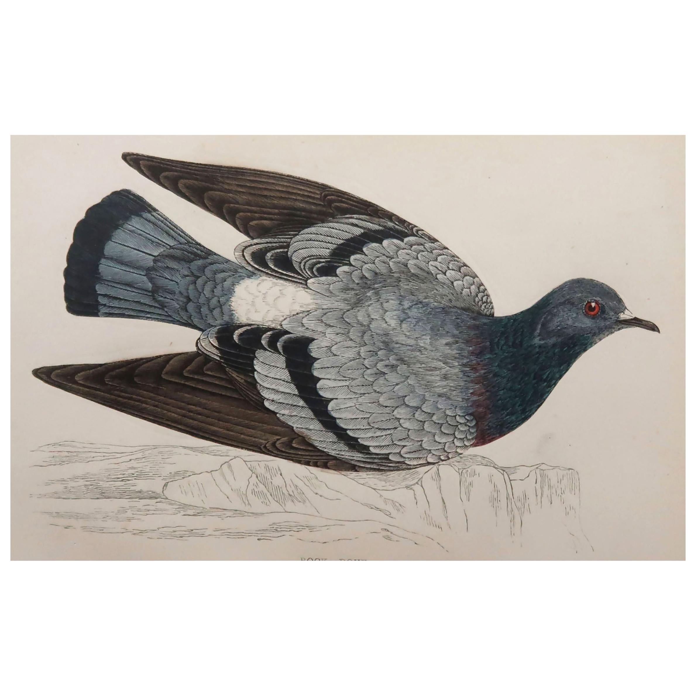 Original Antique Bird Print, the Rock Dove, circa 1870
