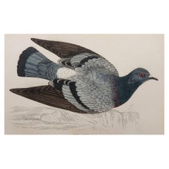Original Antique Bird Print, the Rock Dove, circa 1870