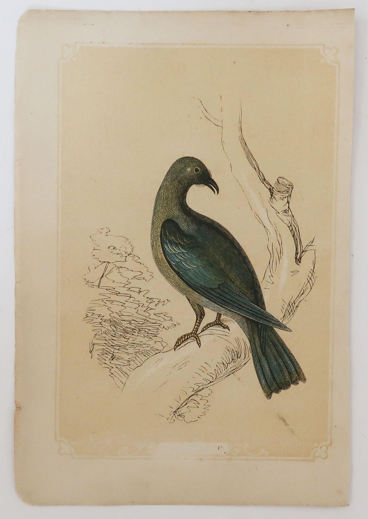 Folk Art Original Antique Bird Print, the Roller, Tallis circa 1850