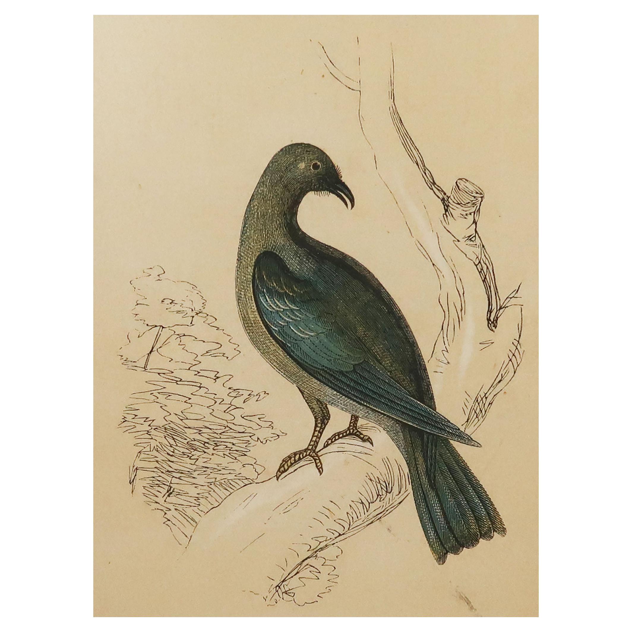 Original Antique Bird Print, the Roller, Tallis circa 1850