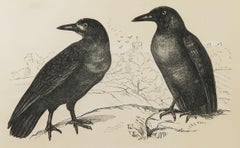 Original Antique Bird Print, the Rook / Crow, Tallis C. 1850