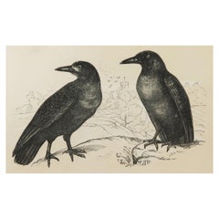 Original Antique Bird Print, the Rook / Crow, Tallis C. 1850