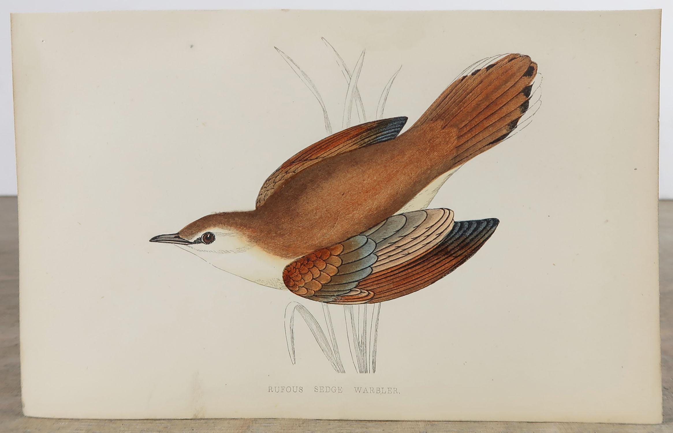 Folk Art Original Antique Bird Print, the Rufous Sedge Warbler, circa 1870