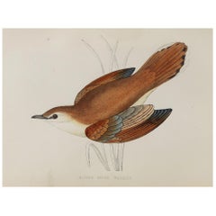 Original Antique Bird Print, the Rufous Sedge Warbler, circa 1870