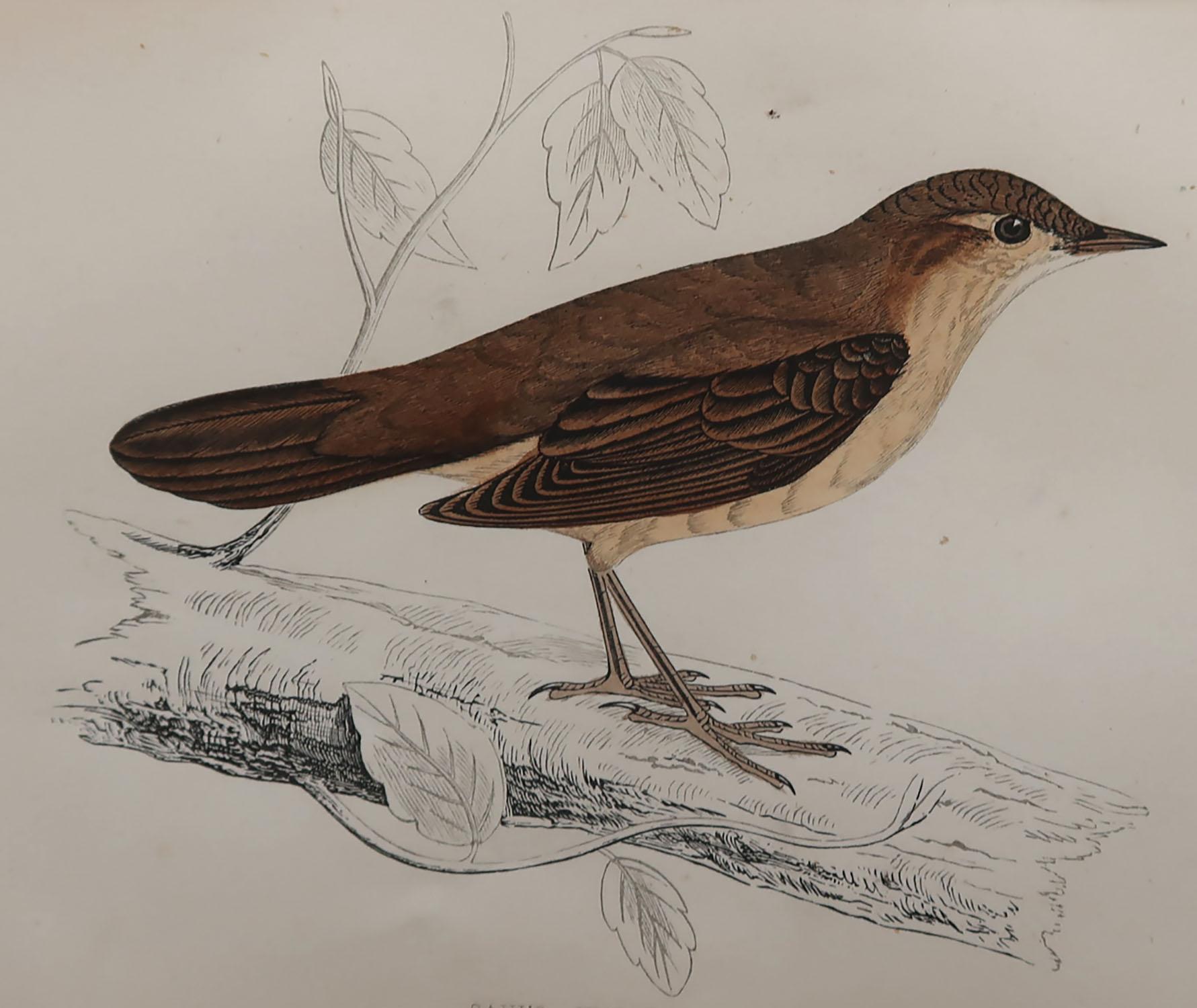 Great image of a savi's warbler

Unframed. It gives you the option of perhaps making a set up using your own choice of frames.

Lithograph with original hand color.

Published, circa 1870

Free shipping.




