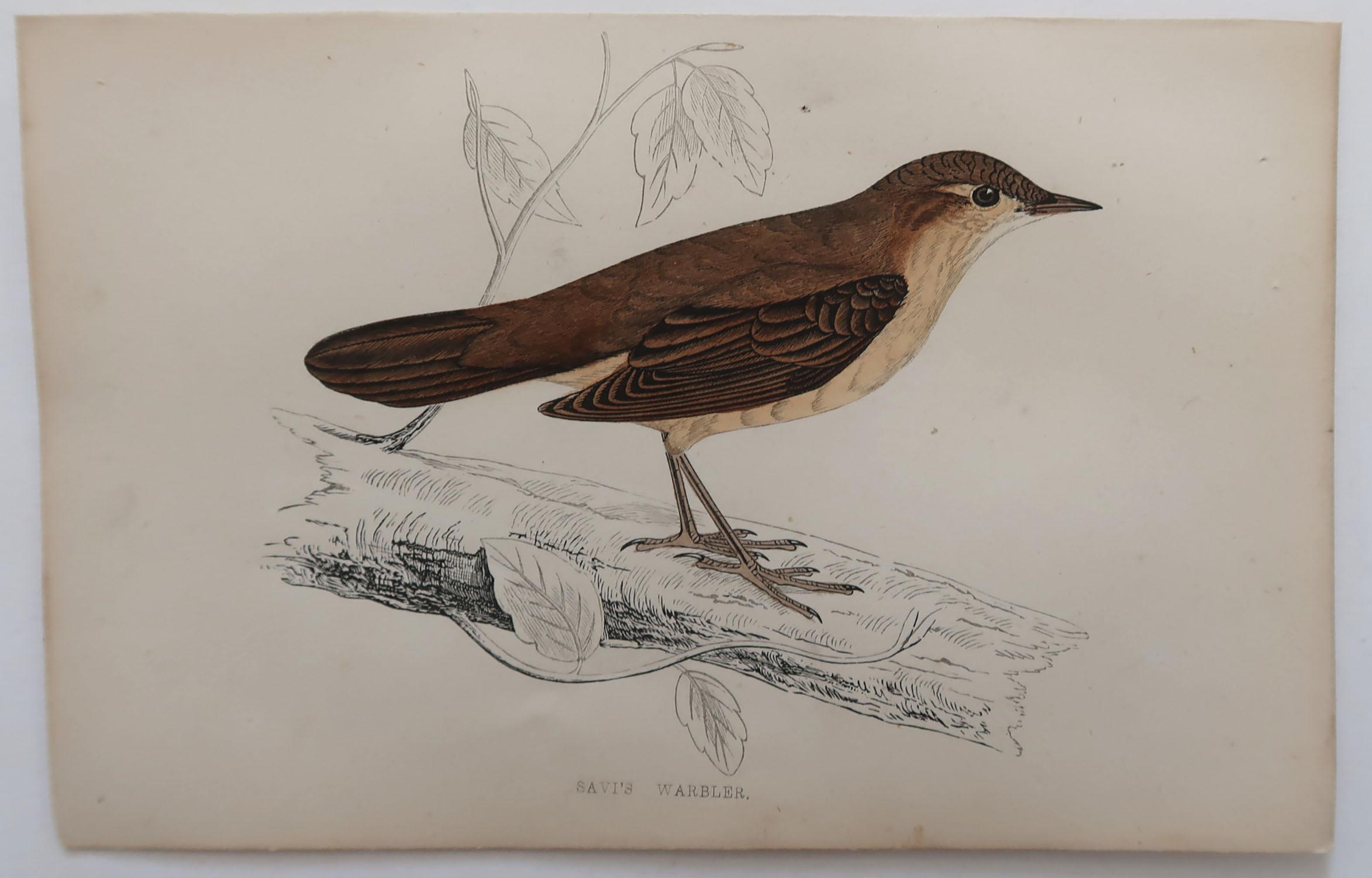 Folk Art Original Antique Bird Print, the Savi's Warbler, circa 1870 For Sale
