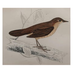 Original Antique Bird Print, the Savi's Warbler, circa 1870