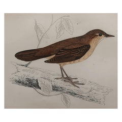 Original Antique Bird Print, the Savi's Warbler, circa 1870