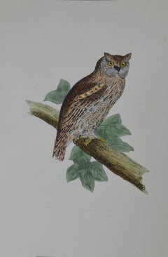 Original Antique Bird Print, the Scops-Eared Owl, circa 1850