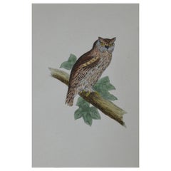 Original Antique Bird Print, the Scops-Eared Owl, circa 1850