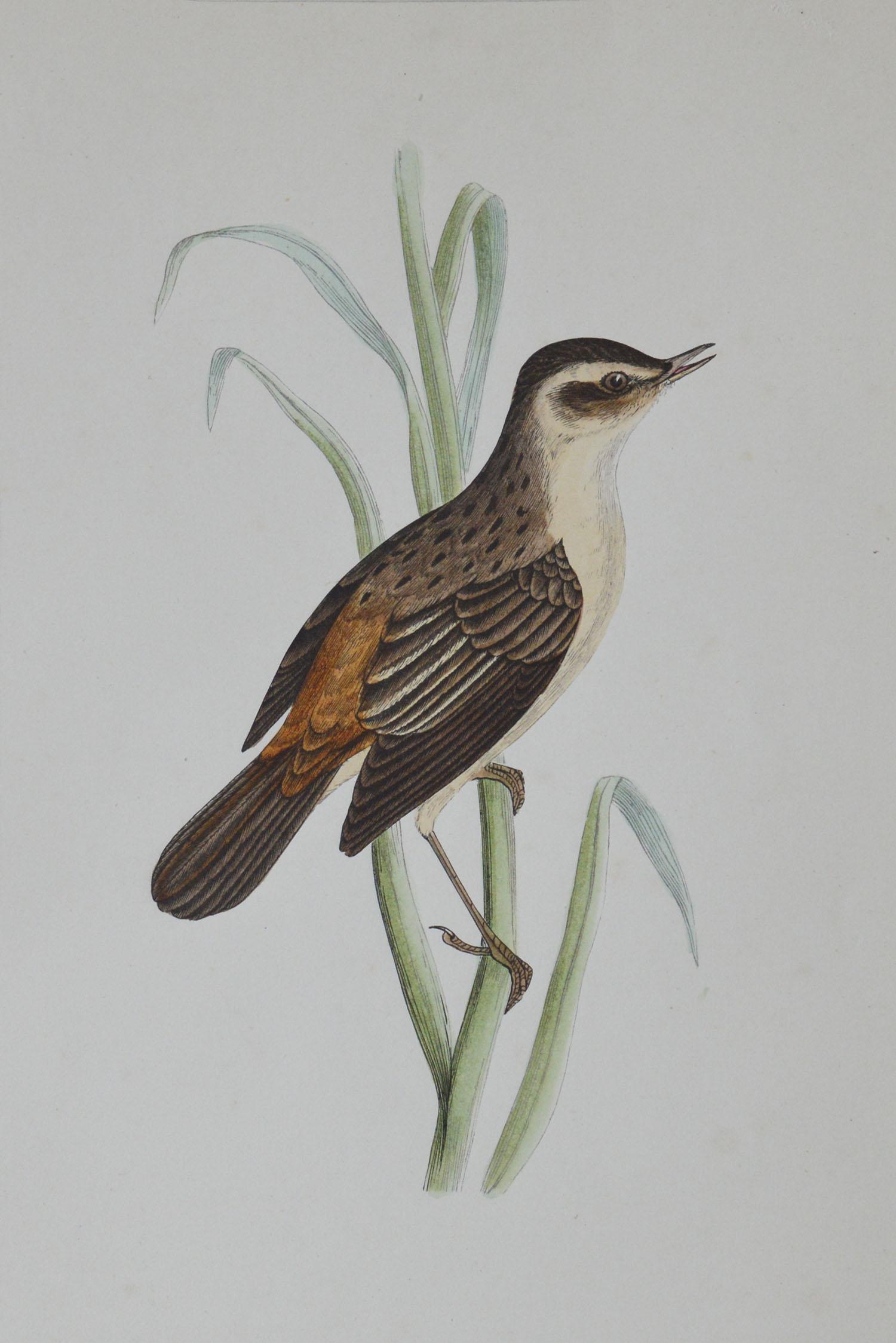 Folk Art Original Antique Bird Print, the Sedge Warbler, circa 1850