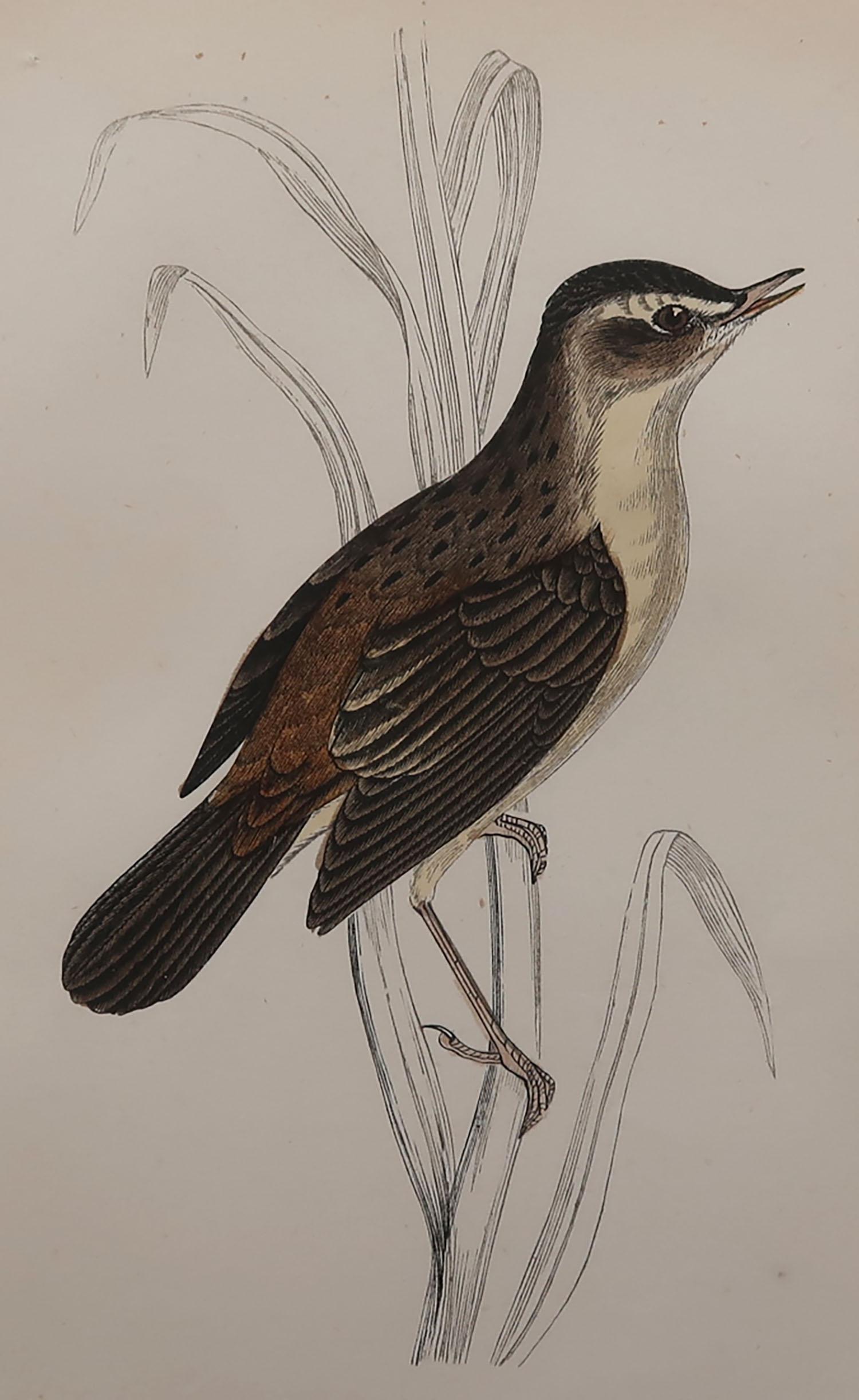 Great image of a sedge warbler

Unframed. It gives you the option of perhaps making a set up using your own choice of frames.

Lithograph with original hand color.

Published, circa 1870

Free shipping.




  