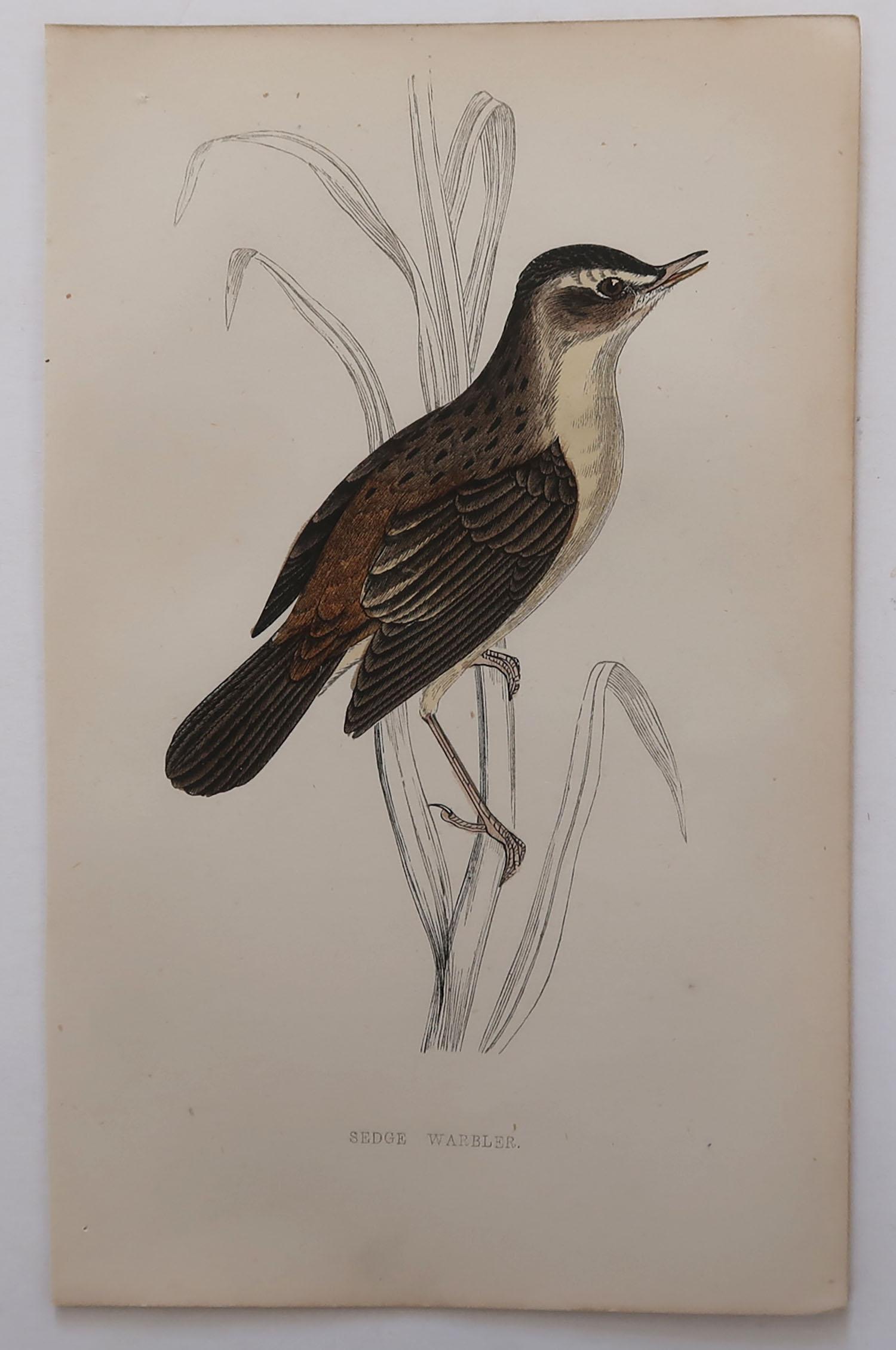Folk Art Original Antique Bird Print, the Sedge Warbler, circa 1870