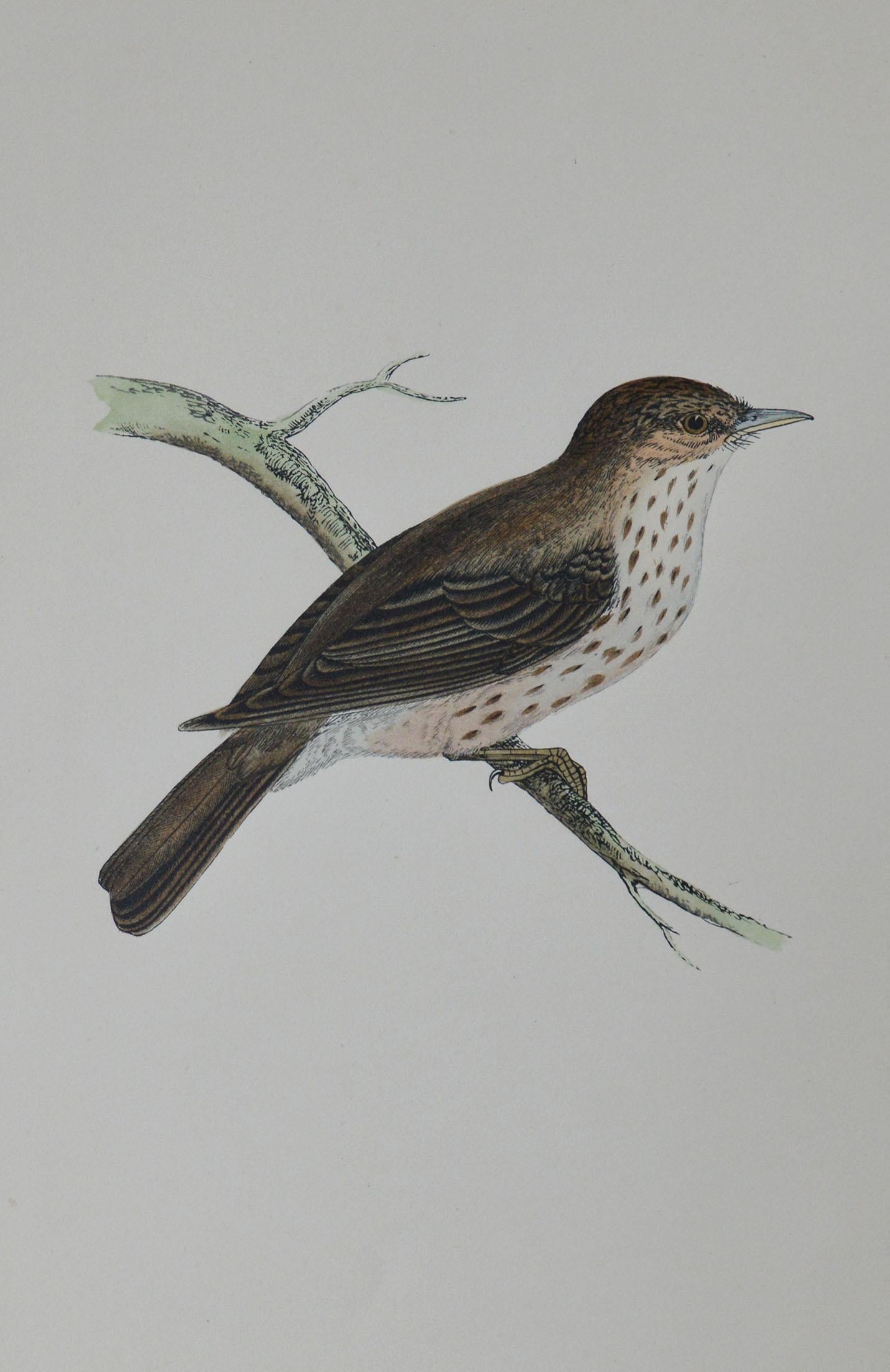 Folk Art Original Antique Bird Print, the Spotted Flycatcher, circa 1850