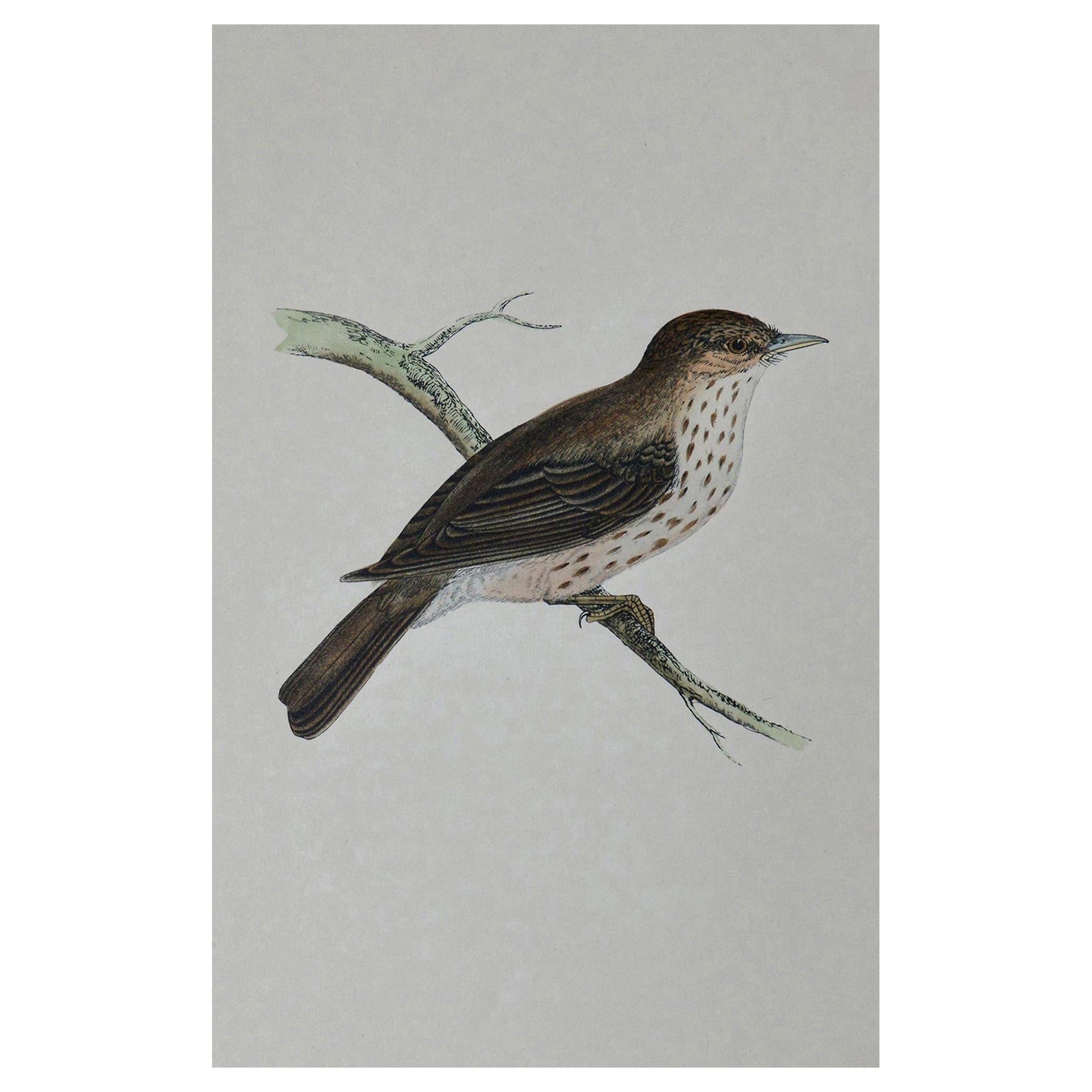 Original Antique Bird Print, the Spotted Flycatcher, circa 1850