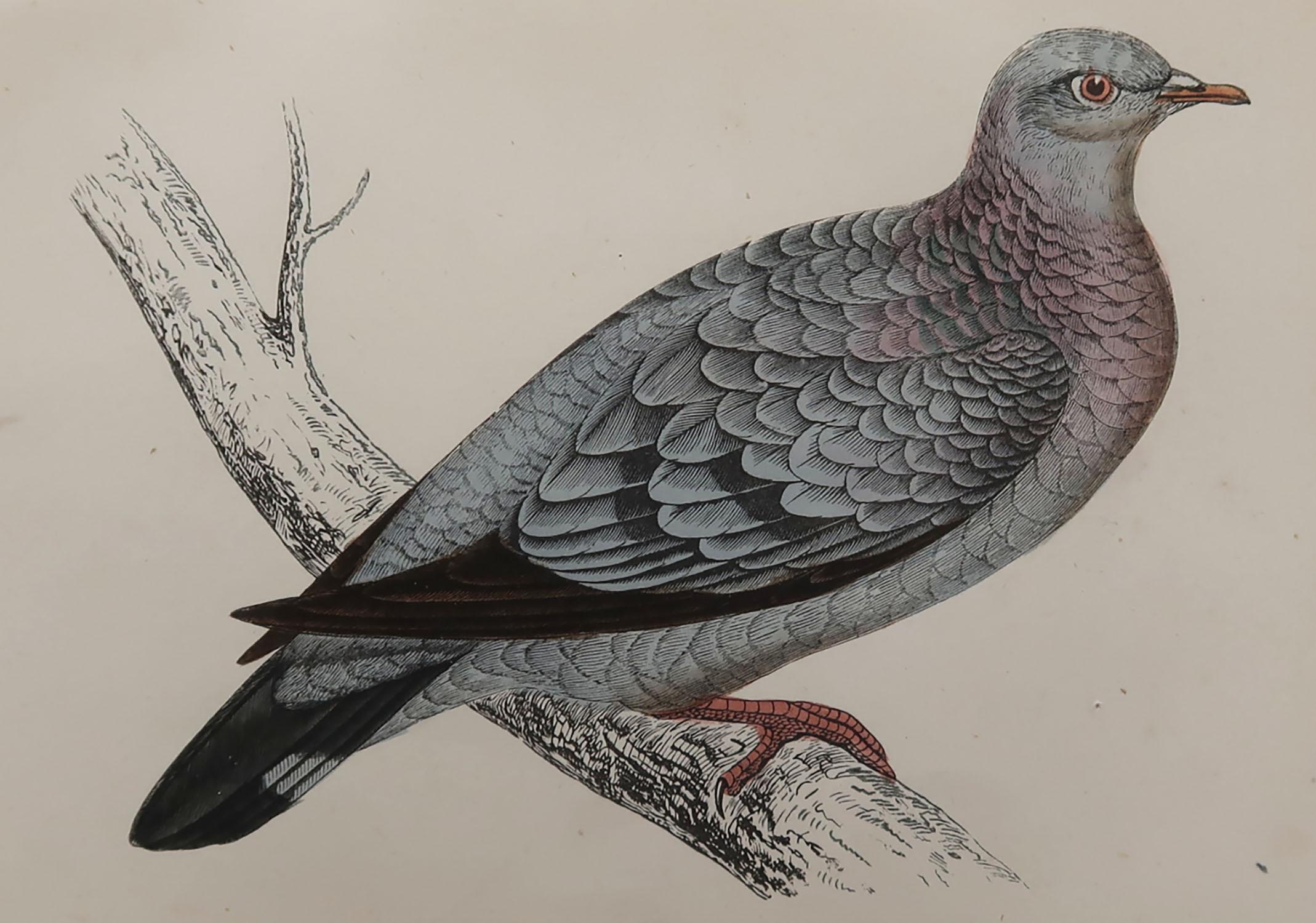 Great image of a stock dove

Unframed. It gives you the option of perhaps making a set up using your own choice of frames.

Lithograph with original hand color.

Published, circa 1870

Free shipping.




 