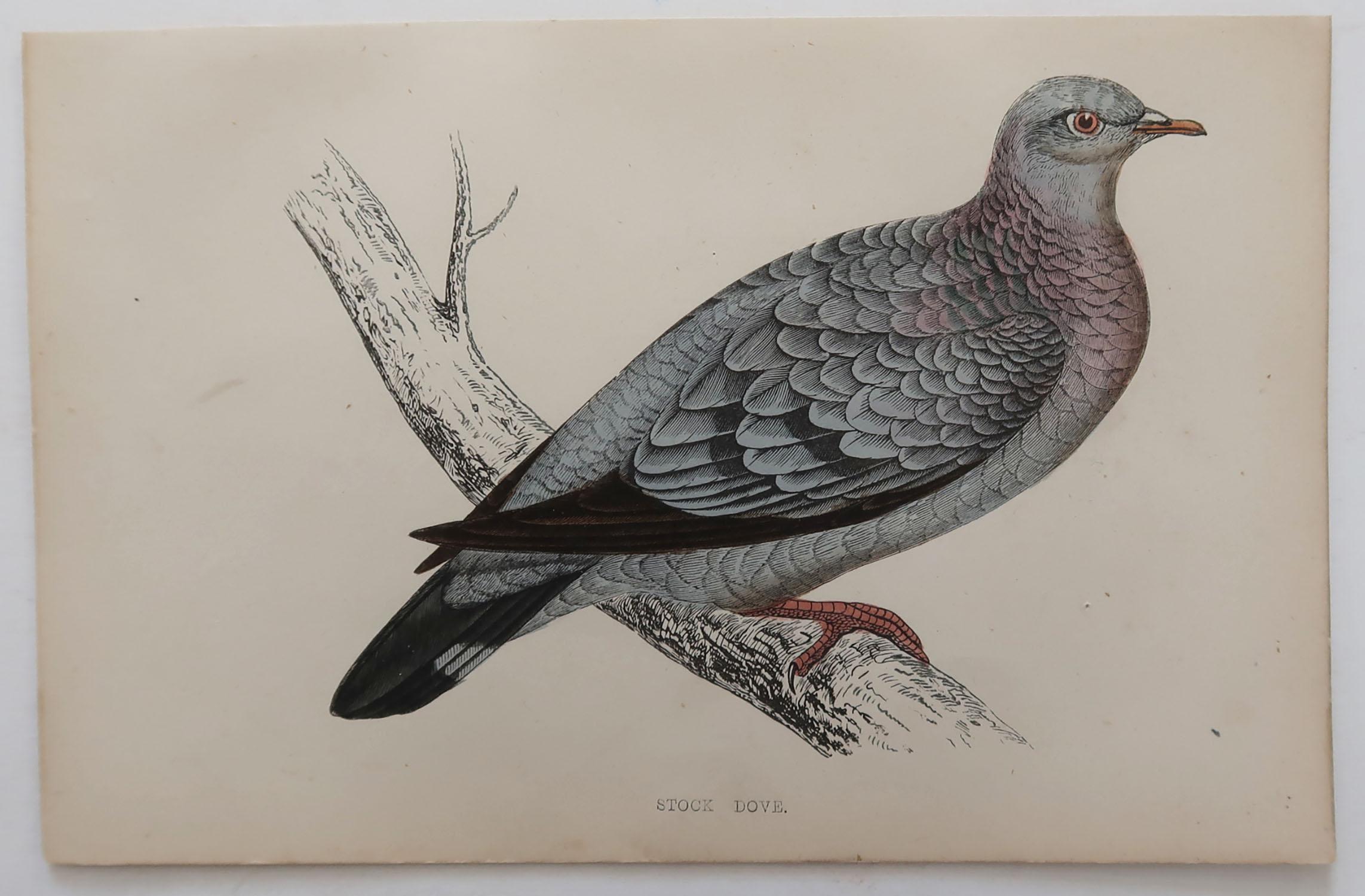 Folk Art Original Antique Bird Print, the Stock Dove, circa 1870