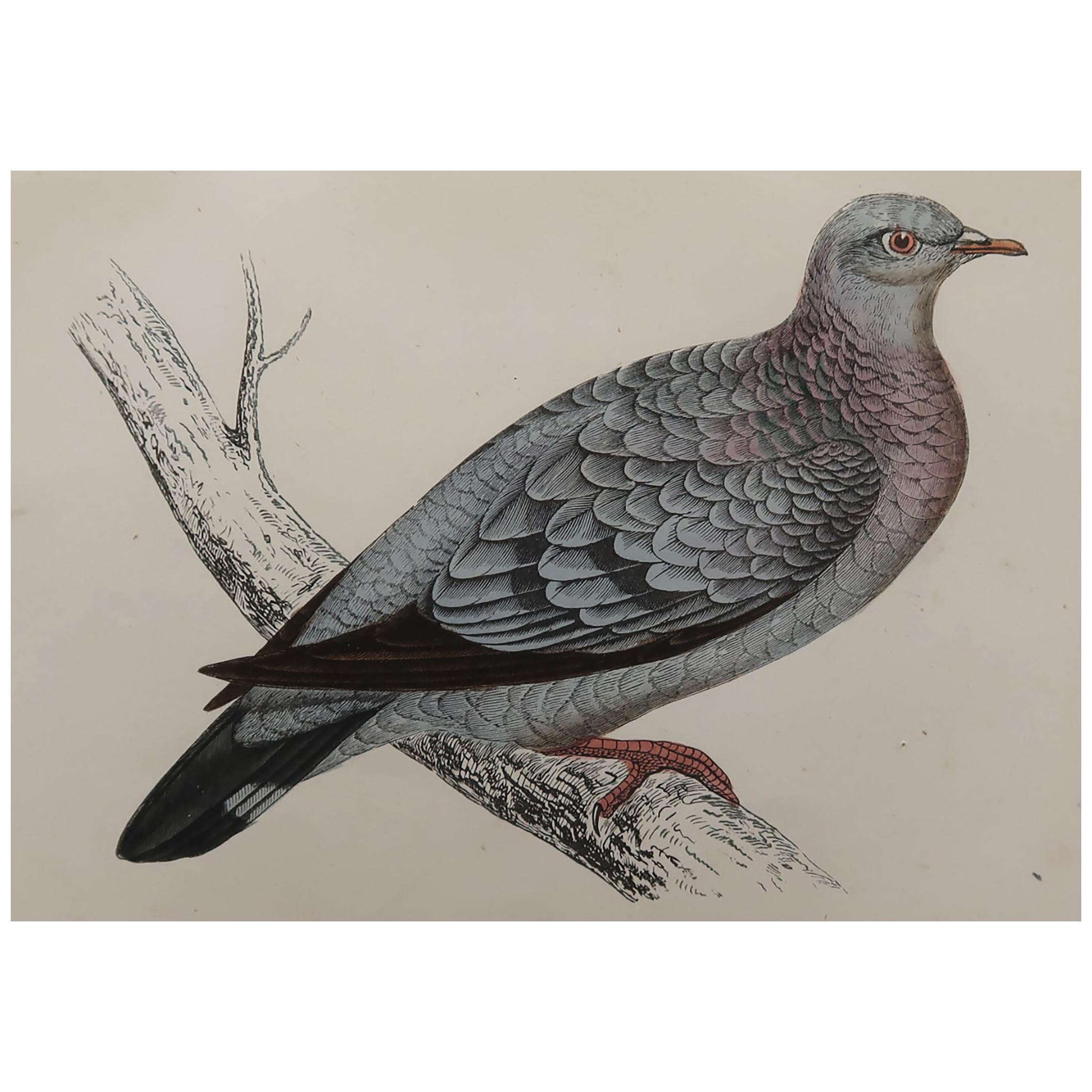 Original Antique Bird Print, the Stock Dove, circa 1870