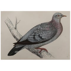 Original Antique Bird Print, the Stock Dove, circa 1870