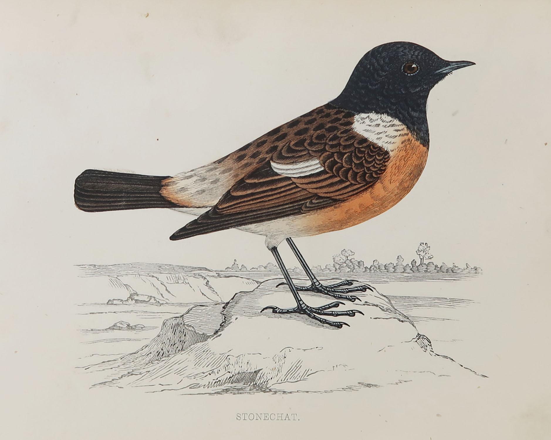 Great image of a stonechat

Unframed. It gives you the option of perhaps making a set up using your own choice of frames.

Lithograph with original hand color.

Published, circa 1870

Free shipping.




