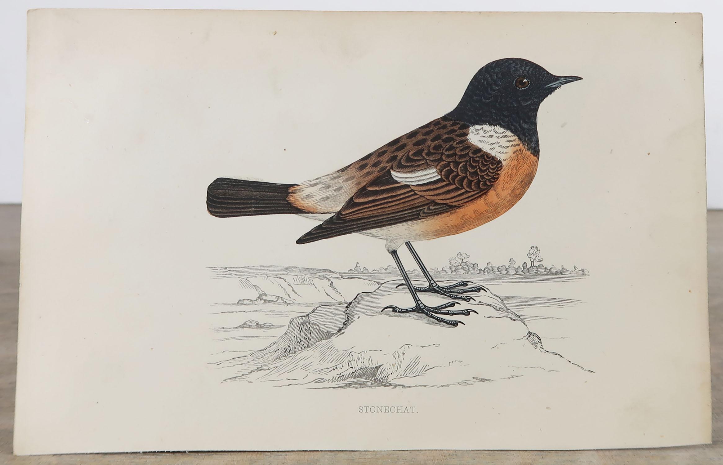 Folk Art Original Antique Bird Print, the Stonechat, circa 1870