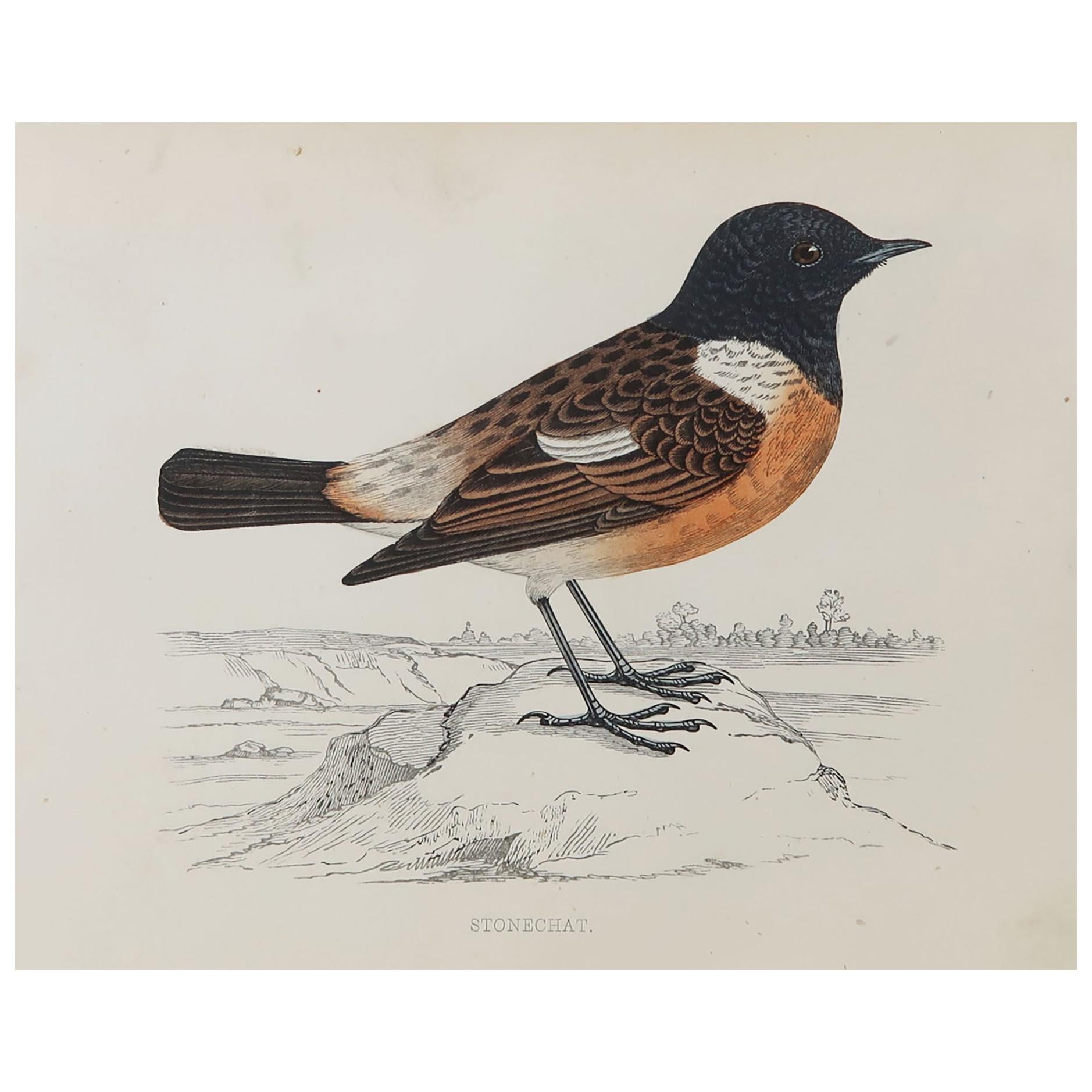 Original Antique Bird Print, the Stonechat, circa 1870