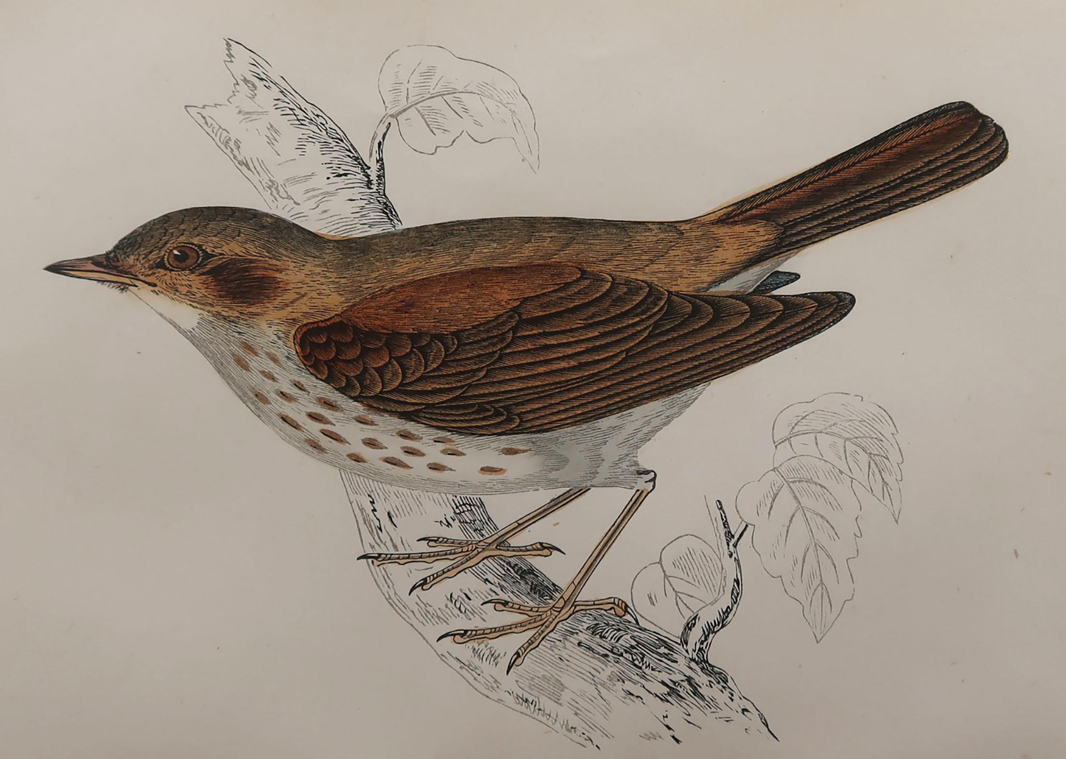 Great image of a thrush nightingale

Unframed. It gives you the option of perhaps making a set up using your own choice of frames.

Lithograph with original hand color.

Published, circa 1870

Free shipping.




  