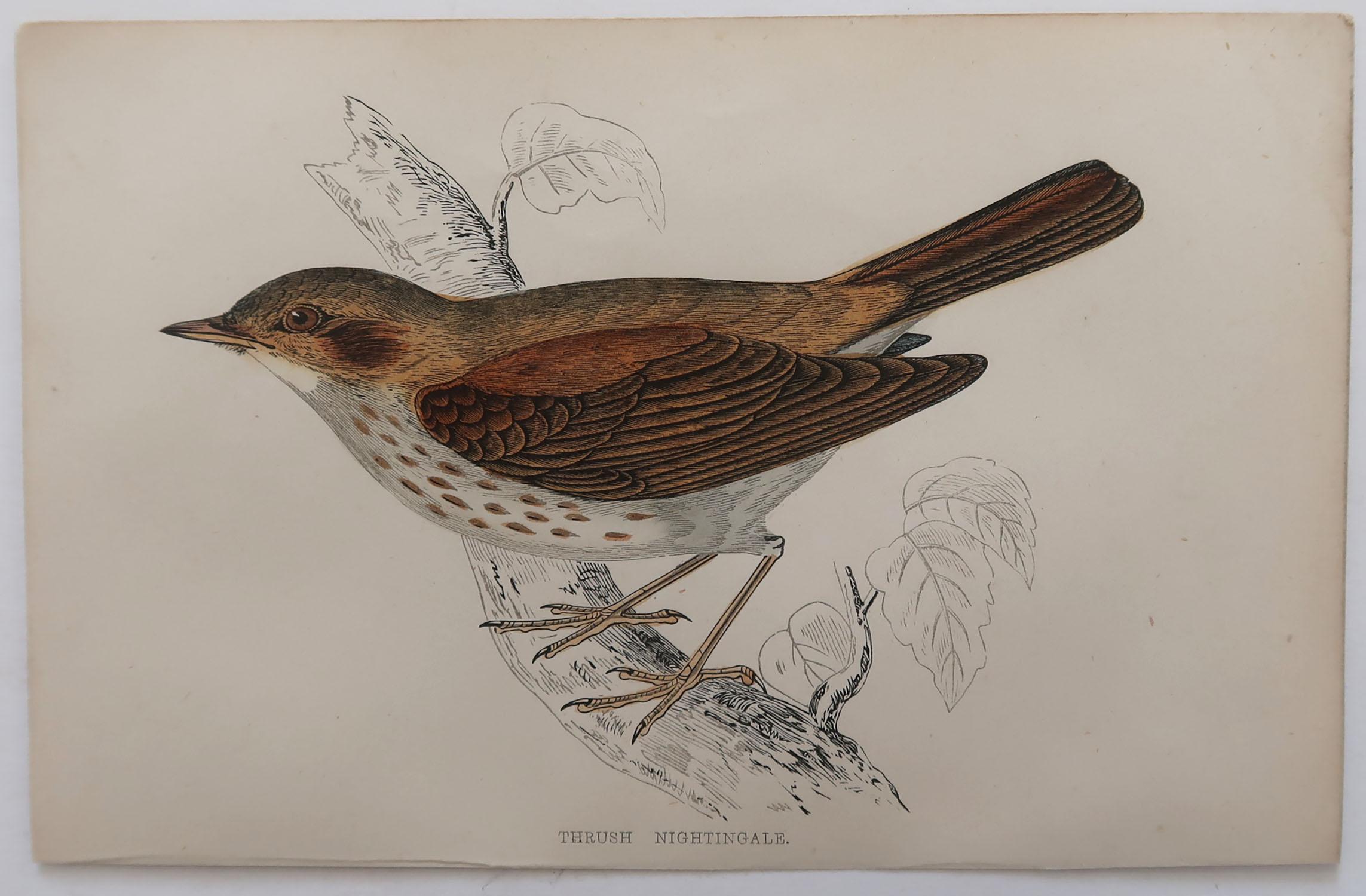 Folk Art Original Antique Bird Print, the Thrush Nightingale, circa 1870