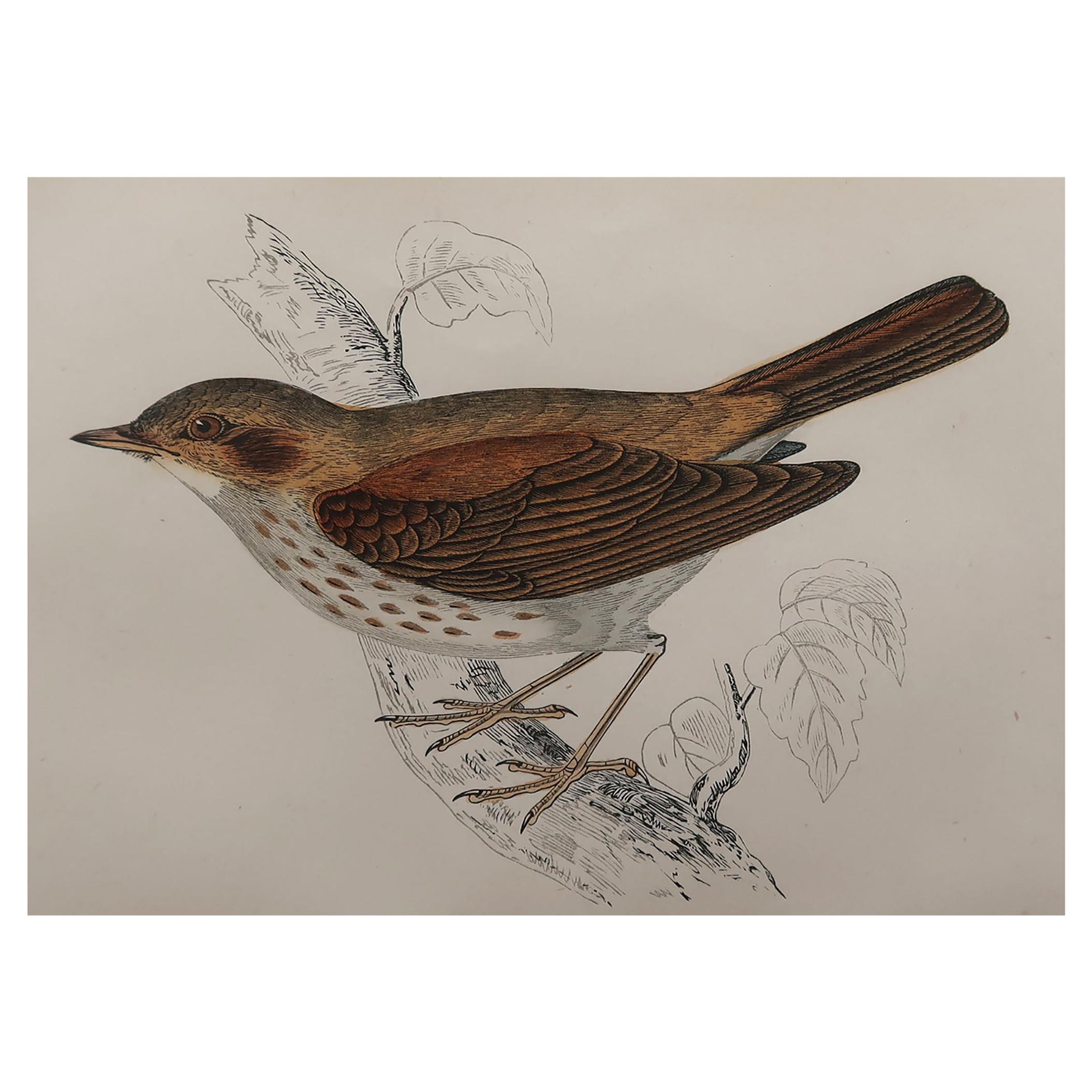 Original Antique Bird Print, the Thrush Nightingale, circa 1870