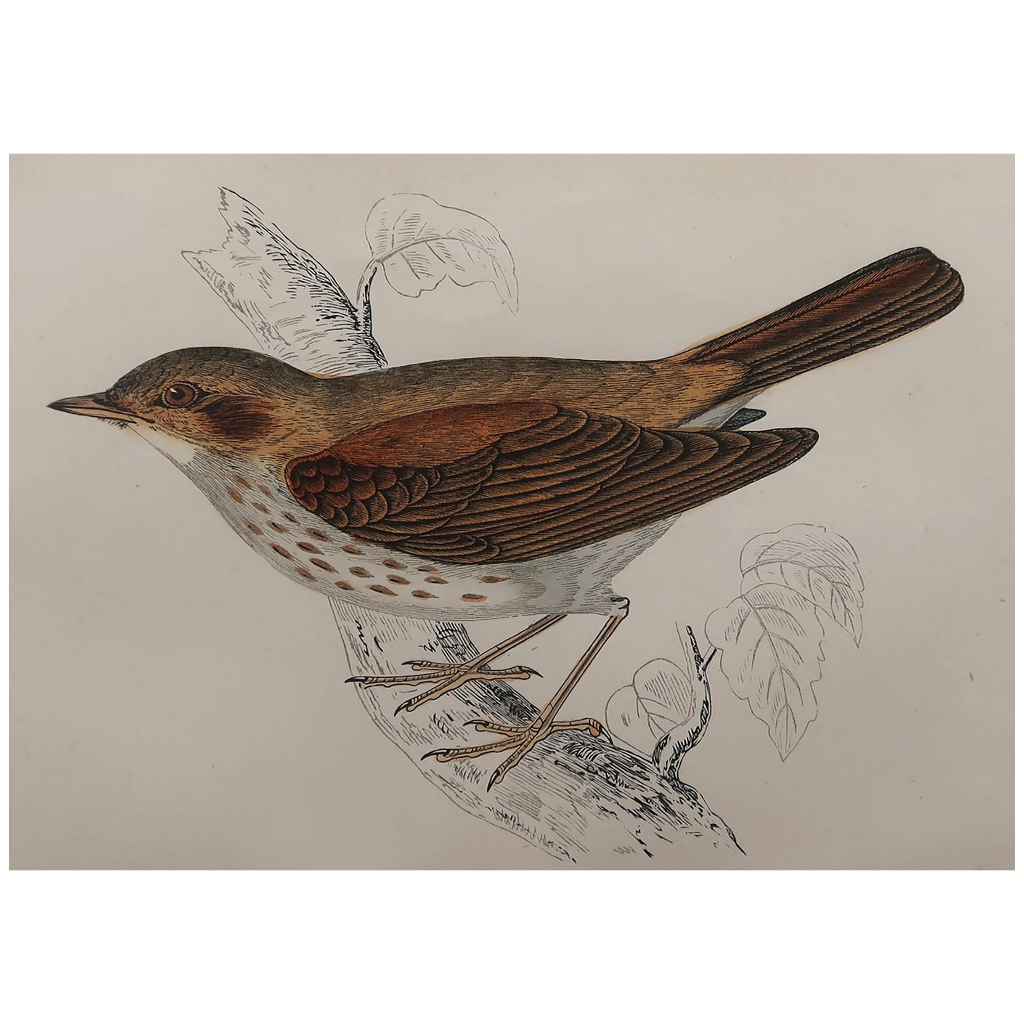Original Antique Bird Print, the Thrush Nightingale, circa 1870