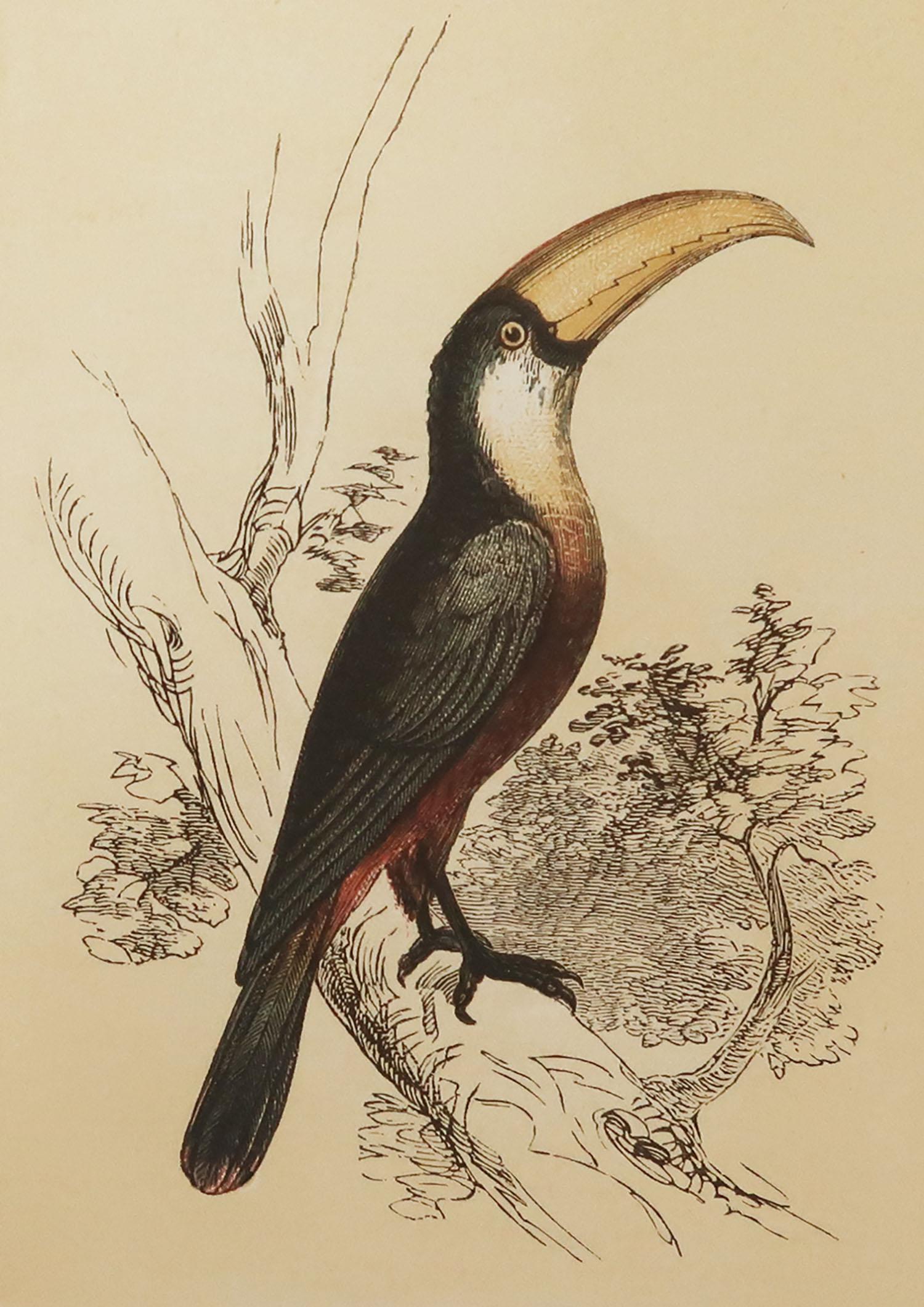 Great image of a toucan

Unframed. It gives you the option of perhaps making a set up using your own choice of frames.

Lithograph with original color.

Published by Tallis circa 1850

Crudely inscribed title has been erased at the bottom of