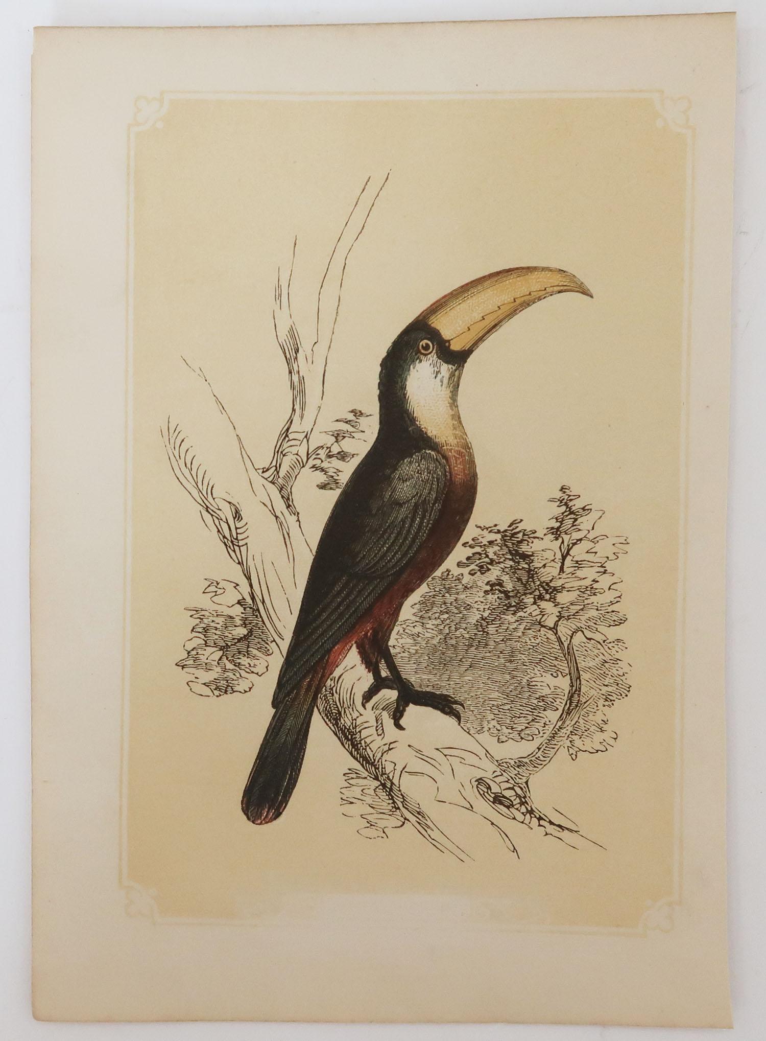 Folk Art Original Antique Bird Print, the Toucan, Tallis circa 1850