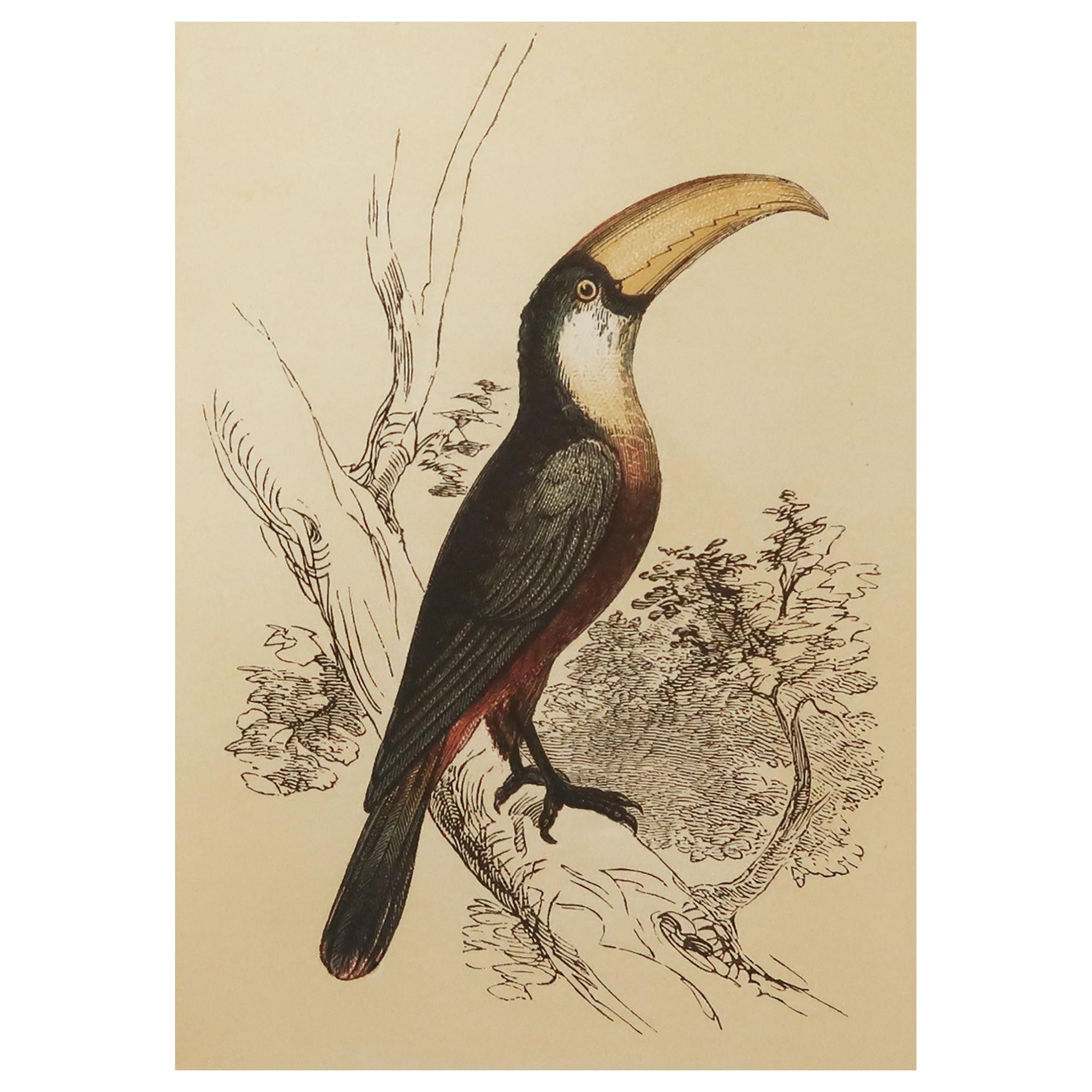Original Antique Bird Print, the Toucan, Tallis circa 1850