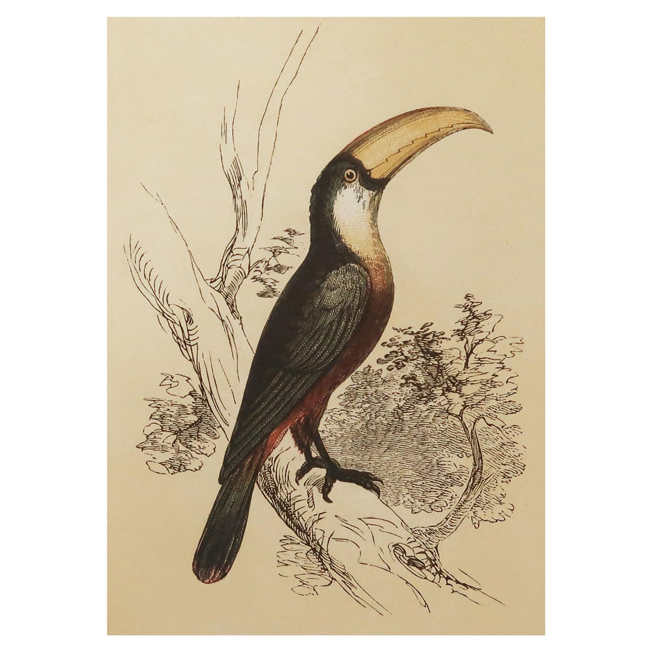 Original Antique Bird Print, the Toucan, Tallis, circa 1850
