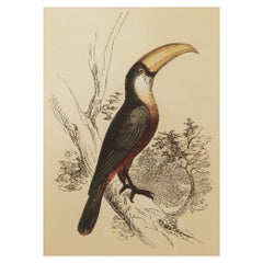 Original Antique Bird Print, the Toucan, Tallis, circa 1850