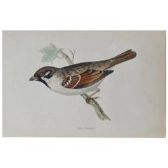 Original Antique Bird Print, The Tree Sparrow, circa 1850